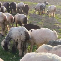 فروش شیشک میش بختیاری