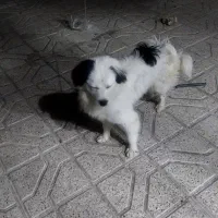 سگ نر پا کوتاه وتربیت شده|سگ|مشهد, انصار|دیوار