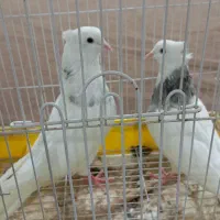 طوقی|پرنده|بندر گناوه, |دیوار