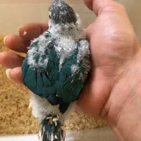 گرینچیک تراکوییس آبی