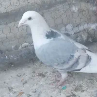 پشت گراف نر