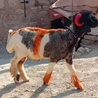 بره نر کله زنگ