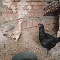 مرغ لاری در سرپل ذهاب می باشن