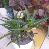 گل طبیعی|گل و گیاه طبیعی|تاکستان, |دیوار