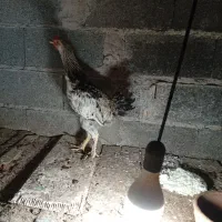 جوجه خروس نیمچه محلی پا پری