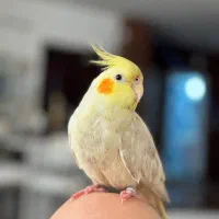 عروس هلندی