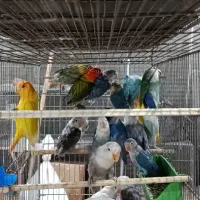 ۲۰عدد کوتوله اوپلاین سرنارنجی یووینگ پاربلو|پرنده|قم, نیروگاه|دیوار