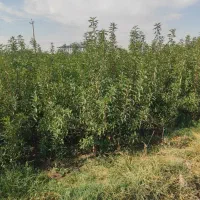 فروش انواع نهالهای اصلاح شده پیوندی|خدمات باغبانی و درختکاری|خسروشاه, |دیوار