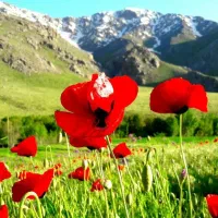 راهنمایی برای یافتن کار