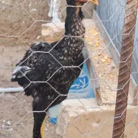 لاری اصل نژاد دار|حیوانات مزرعه|دشتابی, |دیوار