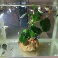 اکورایوم با تمامی وسایل