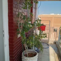 درخت بنجامین|گل و گیاه طبیعی|شیراز, بعثت|دیوار