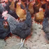 فروش مرغ تخمگذار گلپایگانی ۷ ماهه