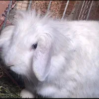 خرگوش لوپ ترکیش جفت