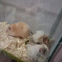 همستر|موش و خرگوش|سبزوار, جوادیه شرقی|دیوار