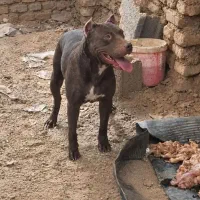 داگو  ماده پیت پول