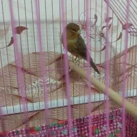 قناری سرخ سوخته