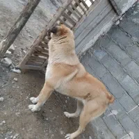 سگ نگهبان عالی