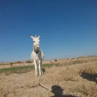 حیوانات|حیوانات مزرعه|طاغنکوه, |دیوار