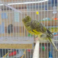 ۴قناری نر فر  ۵عالی مست بخون شلاقی