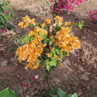 فروش نهال|خدمات باغبانی و درختکاری|شوشتر, |دیوار