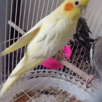 عروس هلندی سالم موقعیت سرایان سه ۴ ۱۸۰۰