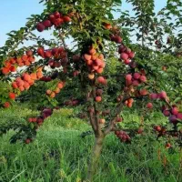 باغ سرپا آماده محصول