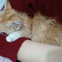 گربه میکس DSH Persian|گربه|بیرجند, |دیوار