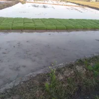 بذر توم نشا