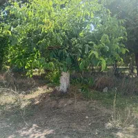 .هرس . پیوند . علاج کرم خراط . درختان گردو