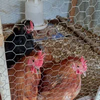 خروس کوشین بالغ (اصل)