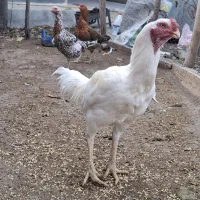 خروس لاری با دوتا مرغ لاری اصل تخم گذار
