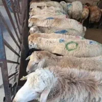 شیشک قربونی نر گوسفند باقصابی