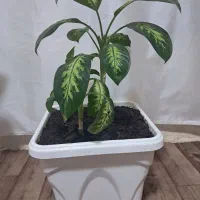 گل دیفن سالم|گل و گیاه طبیعی|کرمانشاه, |دیوار