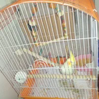 عروس هلندی نرو ماده