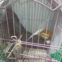 عروس هلندی نروماده فروشی