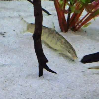 لوچ کماندو یا پاکستانی /آکواریوم/گل و گیاه|ماهی|مشهد, کوثر|دیوار