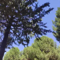 کودحیوانی