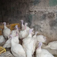 بوقلمون گوشتی سفید