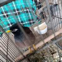 مرغ مینا عروس هلندی|پرنده|دزفول, |دیوار