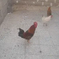 خروس قیمت  ۱۰۰۰۰۰