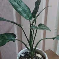 گل طبیعی آگلنوما بلک به همراه گلدان سرامیکی|گل و گیاه طبیعی|رشت, حمیدیان|دیوار