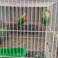 کوتوله برزیلی