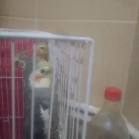 پرنده عروس هلندی|پرنده|چناران, |دیوار