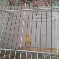 قناری ماده|پرنده|سبزوار, توحیدشهر|دیوار