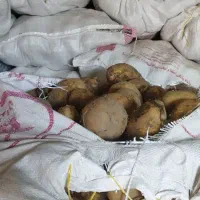 سیب زمینی|عمدهفروشی|نهاوند, |دیوار