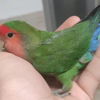طوطی کوتوله برزیلی گم شده
