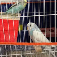 عروس هلندی و مرغ عشق با وسایل|پرنده|نیشابور, شهرک جانبازان|دیوار