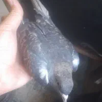 کفتر پرشی بریده|پرنده|سیرجان, |دیوار