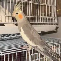 عروس هلندی رنگ خودعکس